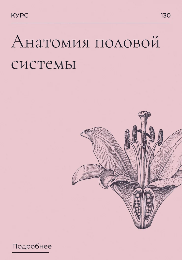 Анатомия половой системы