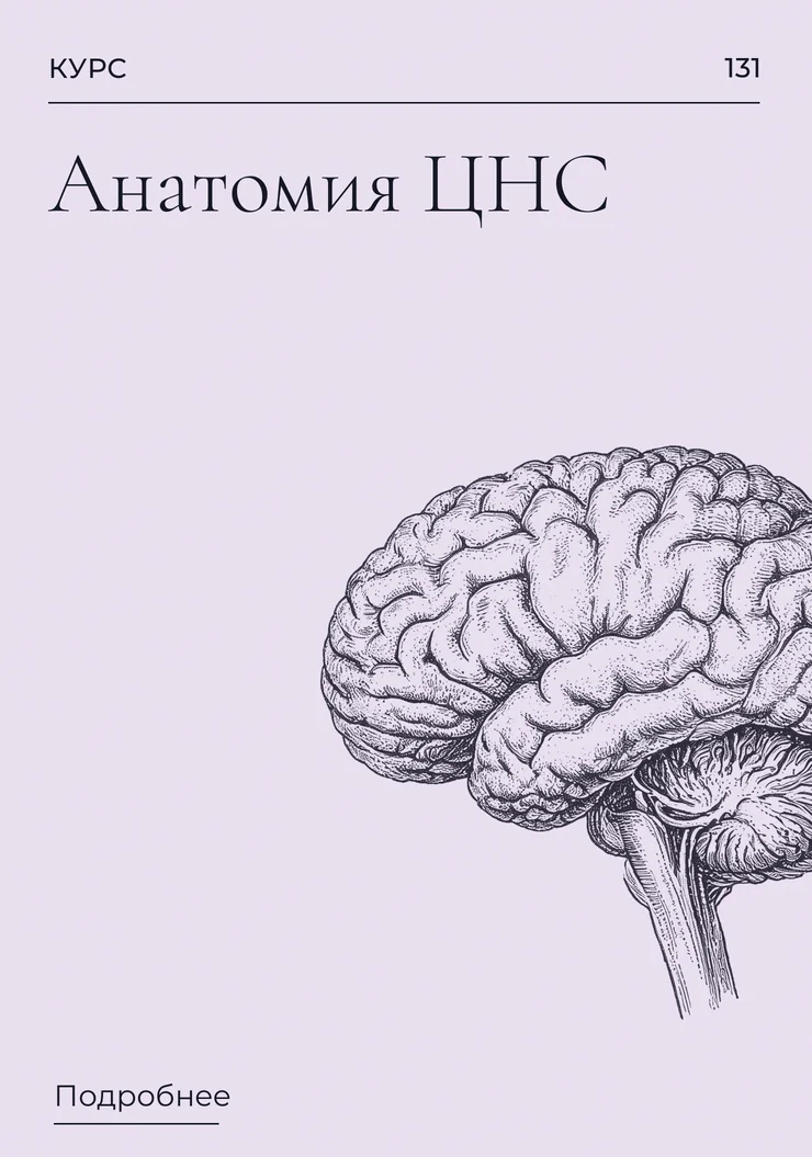 Анатомия ЦНС